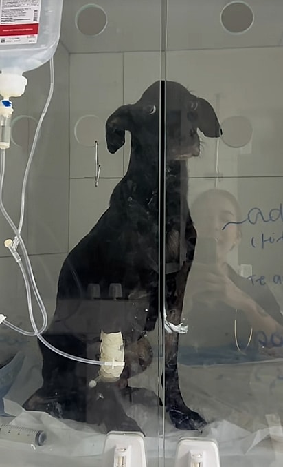 Adilson mal conseguia ficar em pé.