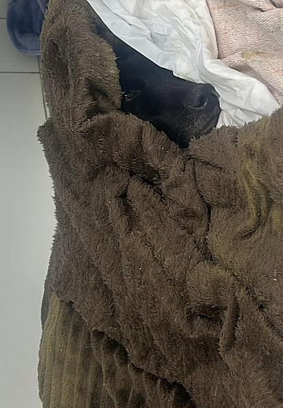 Adilson chegou com leishmaniose.