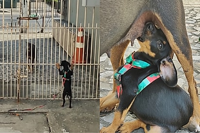 Cachorrinha segue o rastro da filha resgatada e história ganha final feliz.