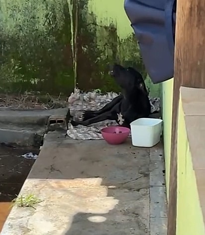 Thalita resgatou e adotou a cachorrinha.