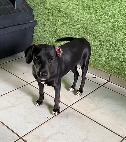 Com amor e dedicação, a cachorrinha voltou a andar.