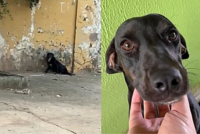 Outro não, Talita, você já tem 4 cachorros: Jovem tenta se convencer a não resgatar mais um, mas algo mais forte acontece