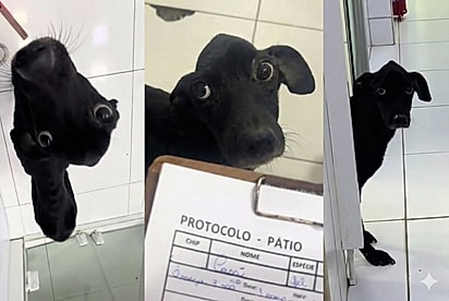 Conheça Adilson, o vira-latinha de carência infinita que se apaixonou pela veterinária: ‘Pedi um paciente, não um obsessor’