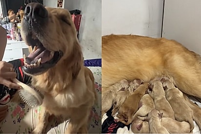 “A gente não sabia”: Família adota uma golden… e leva nove corações para casa.