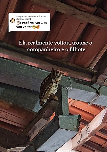 As corujas são mães e pais dedicados, protegendo e alimentando seus pequenos com muito zelo.