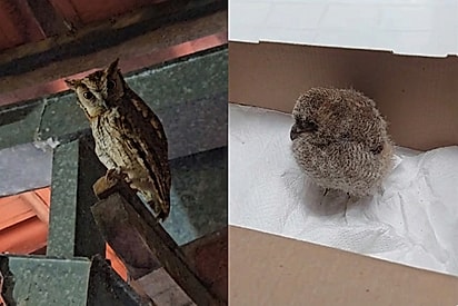 “Pode cuidar dela”: Reação de coruja ao ver filha sendo cuidada impressiona.