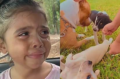 “Amor de criança é o mais puro do mundo”: menina chora ao precisar se despedir de filhotes