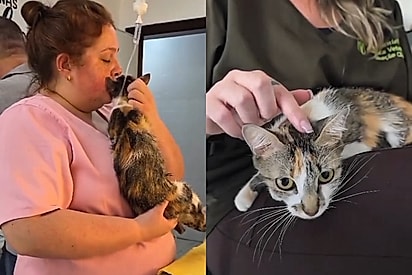 O milagre de Pluma: gatinha sobrevive à queda do 12º andar e espera por uma família amorosa