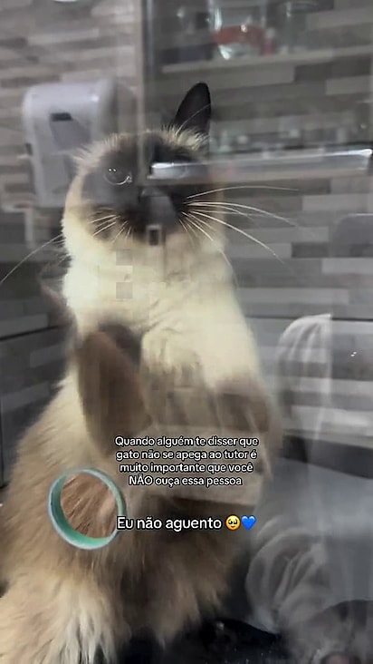 O felino demonstrou felicidade ao rever a tutora.