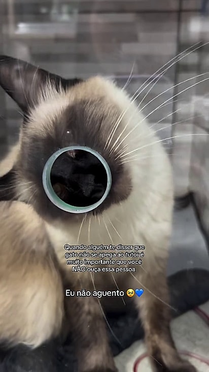 O gatinho tentou passar pelo vidro para matar a saudade da tutora.