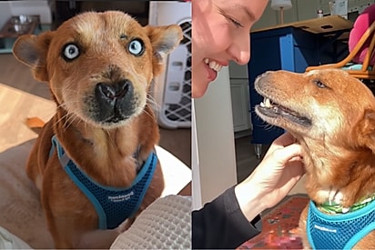 Resgatado das ruas, cão com nariz deformado surpreende com reação mais doce impossível.