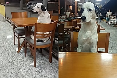“Ele já pediu o capuccino dele”: cão senta em cafeteria como cliente e viraliza
