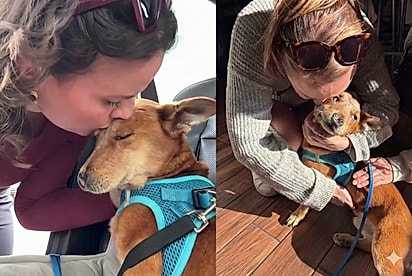 “Os olhinhos cheios de gratidão”: Cão com deformidade na face e traumas do passado emociona tutora ao finalmente aceitar carinho