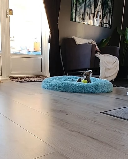 Blossom, quando era filhote. 