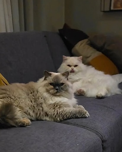 Nautica (esquerda) e Hanoi (direita). 