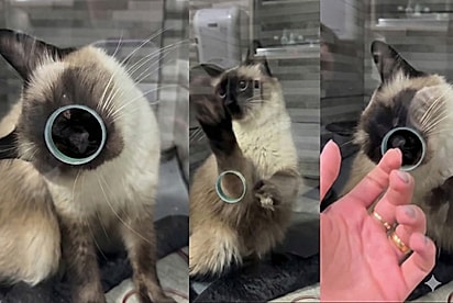 “E ainda dizem que gatos não se apegam ao tutor”: Clínica inteira se emociona ao ver reação de siamês à voz da dona