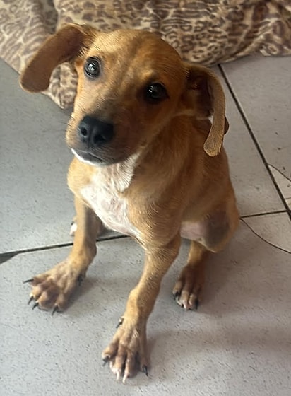 Paulistinha agora precisa de um lar. 