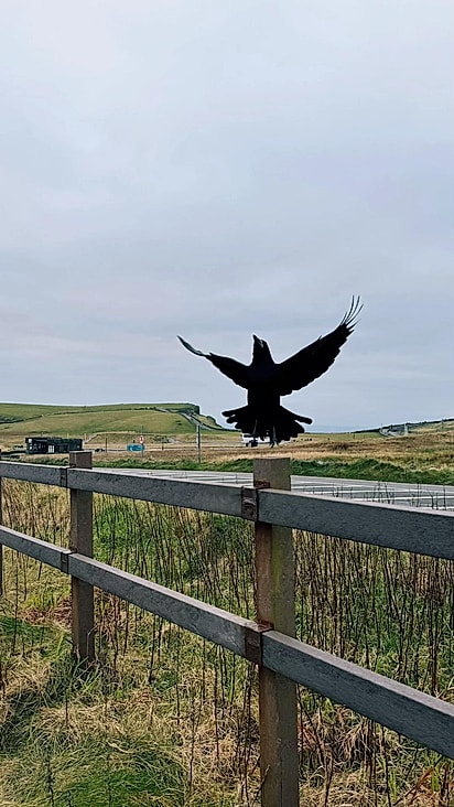 Esther ficou impresisonada com a capacidade da ave.