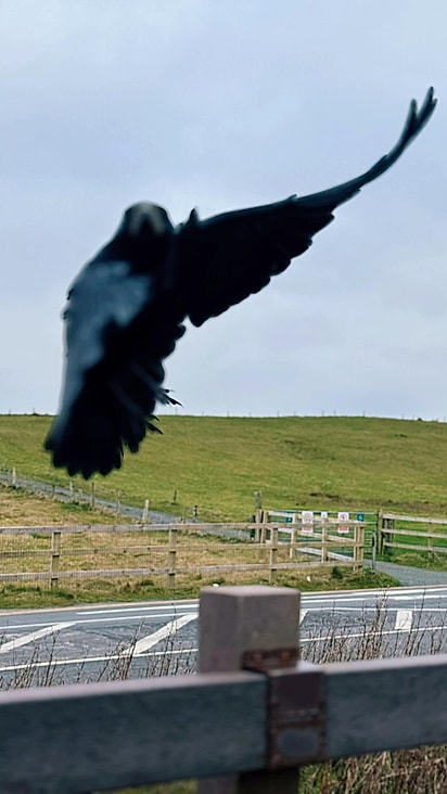 O pássaro começou a posar para a foto.