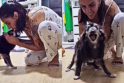 “Cachorro fóssil” tem energia renovada após ser adotado por uma família com mais de 20 pets