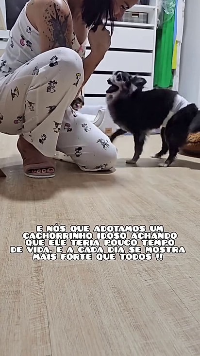 O cão já tem mais de 20 anos.