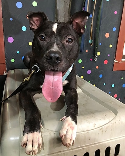 Zeca é um pitbull de dois anos.