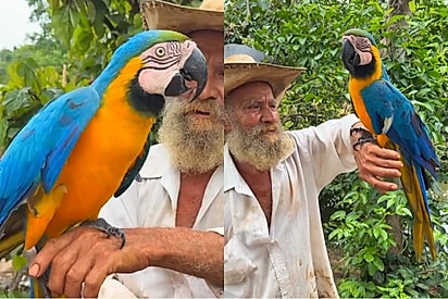 Arara-canindé foi encontrada com a asa machucada — depois de curada e livre para voar, escolheu ficar ao lado do homem que a salvou.