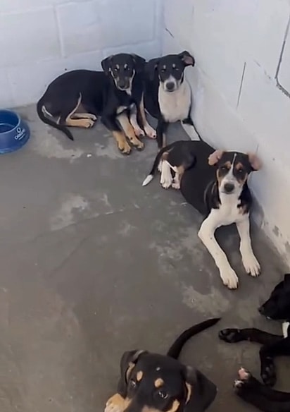 Os filhotes têm cerca de cinco meses de idade.