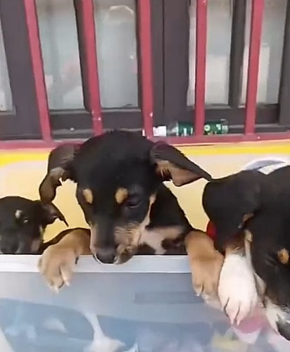 Os filhotes estão em busca de seu lar para sempre.