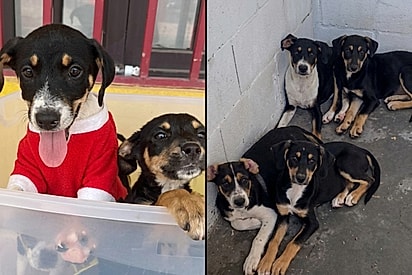 Chamados de ‘ninhada mais feia do mundo’, cinco filhotes estão em busca de seu lar para sempre.