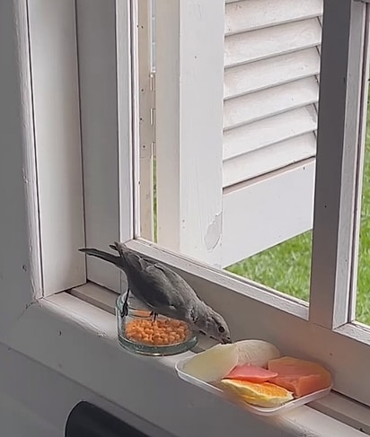 A ave aprendeu a se alimentar. 