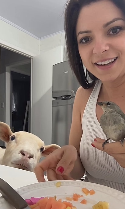 Cá, ovelha Chanel e a ave tomando café da manhã. 