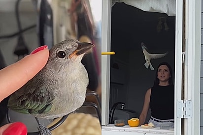 Ficaremos com as melhores lembranças: Após dias cuidando de ave, influenciadora se emociona ao vê-la partir