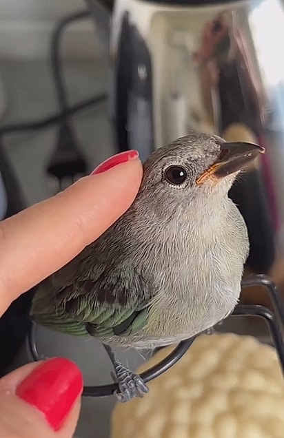 A ave aceitava carinho.
