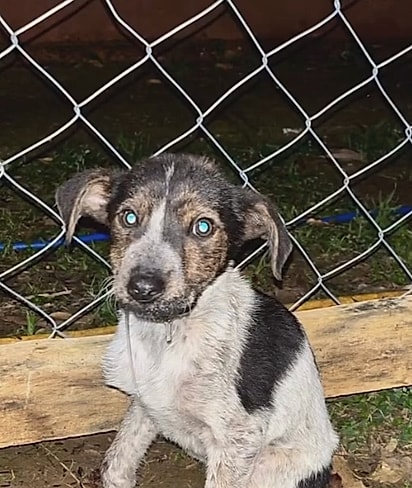 Luffy estava em estado crítico quando foi encontrado. 