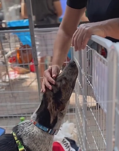 Luffy já passou por muitas feiras de adoção.