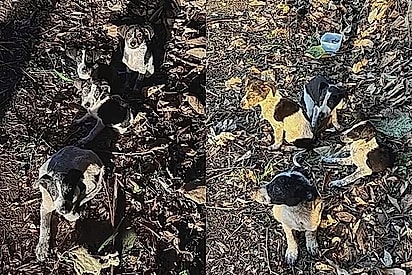 Os filhotes foram abandonados.