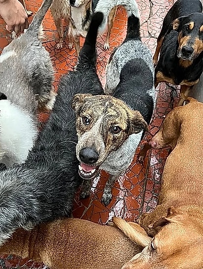 Luffy continua no abrigo.