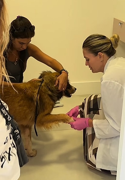 O cão foi levado ao veterinário.
