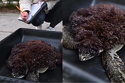 Tartaruga marinha ferida surpreende equipe de resgate ao ser encontrada coberta de “pelos” vermelhos.