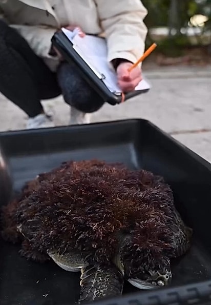 Coberta por algas vermelhas e incapaz de mergulhar, a tartaruga revelou um alerta maior: os perigos que ameaçam a vida marinha.