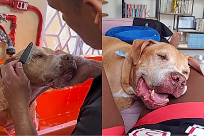 Aos 10 anos e após anos esperando ser adotado, cão finalmente conhece o que é ter uma família.