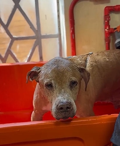 Hulk é um cachorro de 10 anos de idade.