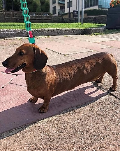 Suposto dachshund mais longo do mundo.