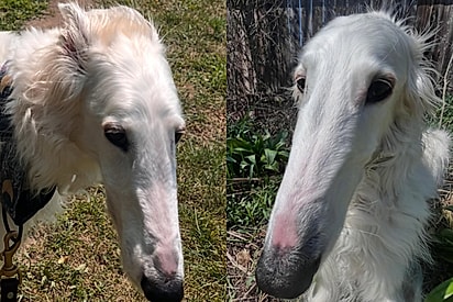 Cadela borzoi Lapsha, conhecida pelo tamanho do nariz.