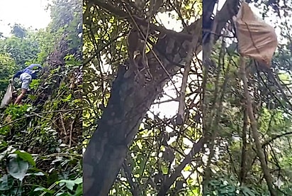 “Como ela foi parar aí?”: Ao ouvirem choro na mata, pescadores tem ideia genial para salvar animal preso no alto de árvore