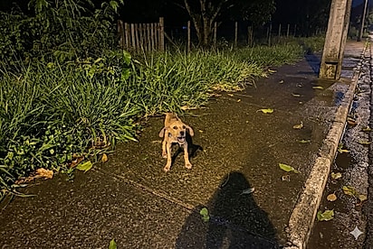 Soltaram você na chuva, calma, eu vou te salvar: Olhar de filhote indefeso parte o coração de jovem, e ela decide agir