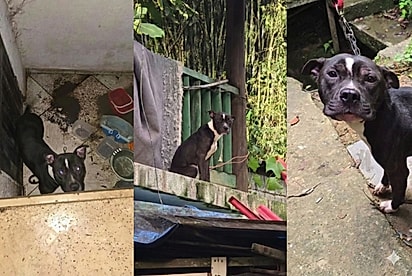 Príncipe Zeca: Pitbull que passou a vida no escuro é resgatado e, mesmo sorrindo, jamais conseguiu nenhum interessado