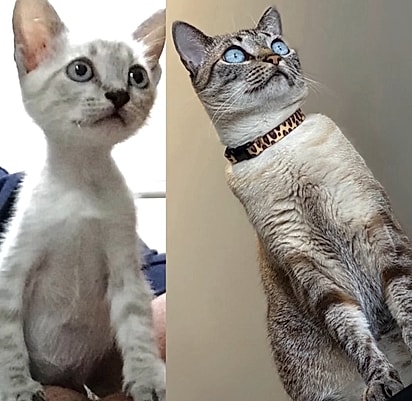 À esquerda, Miau quando filhote; à direita, Miau adulta.