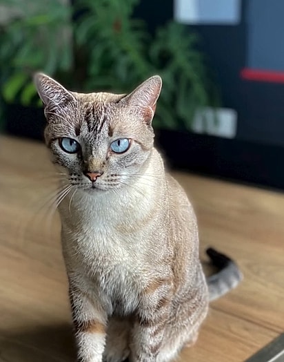 Miau é uma gatinha bravinha, mas cheia de amor.